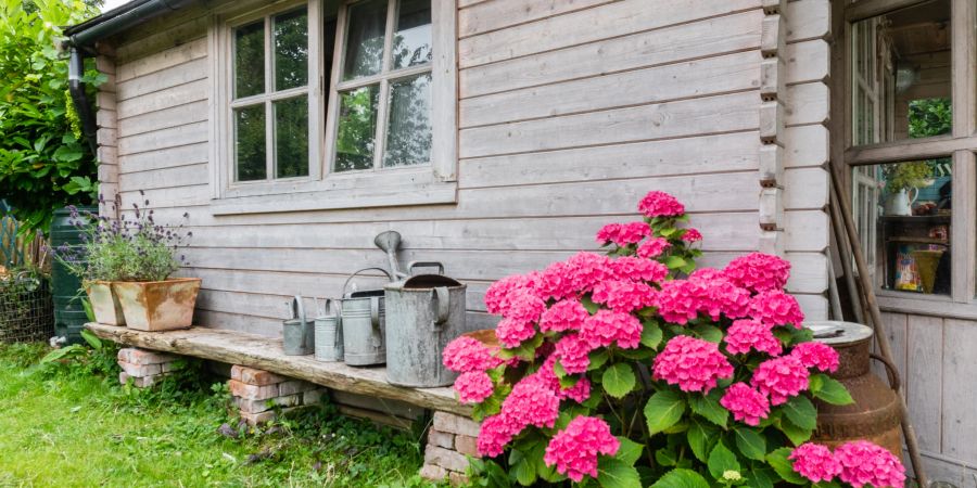 Seitliche Ansicht von Gartenschuppen mit pinken Hortensien