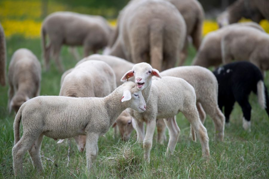 Tierschutz