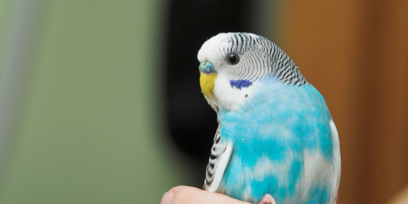 Können Vögel Krankheiten Auf Menschen übertragen tiere.nau.ch
