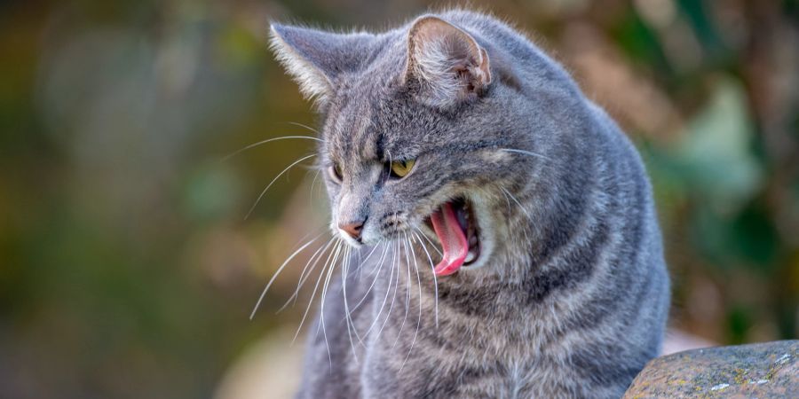 Katze auf der Jagd nach Essen