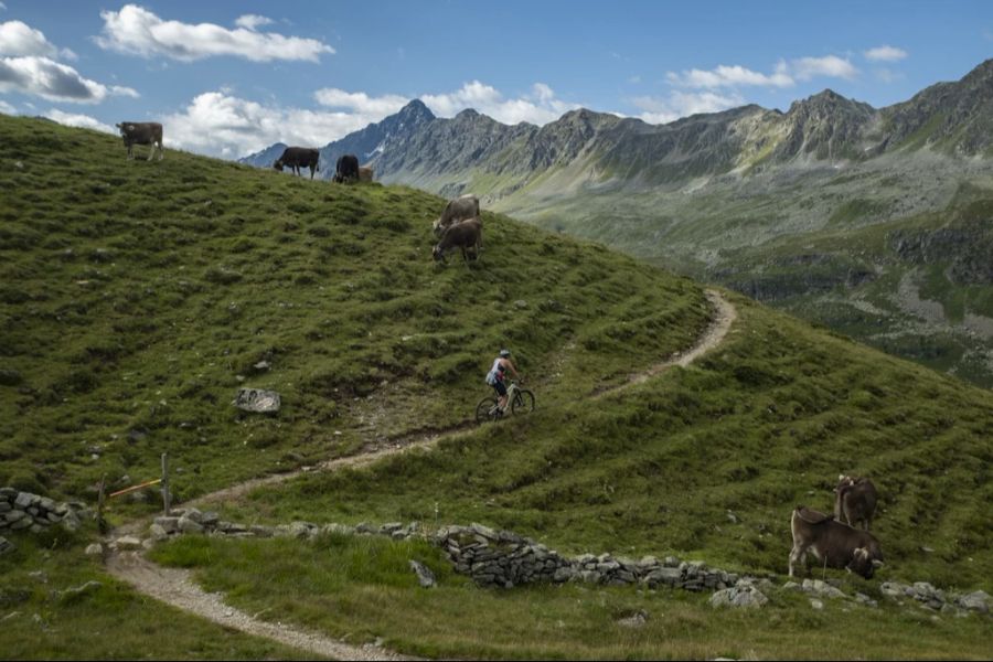 Kühe unterhalb von Pischa bei Davos in Graubünden. (Archiv)