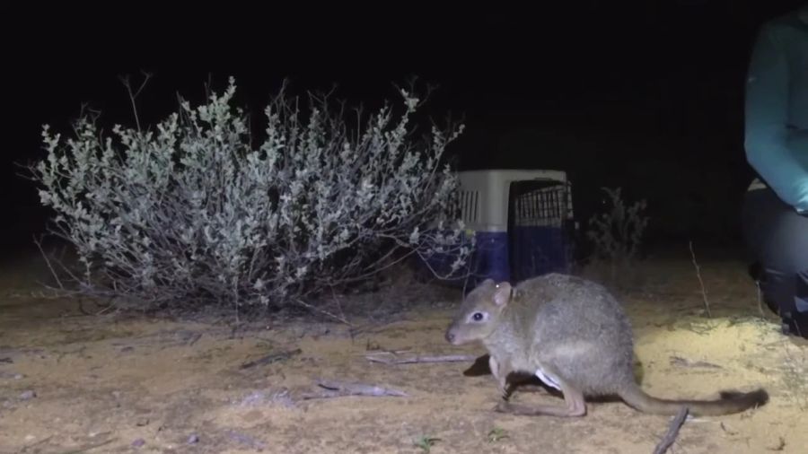 bettong känguru beuteltier australien