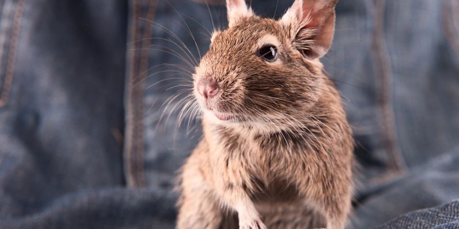 Degu auf Jeans