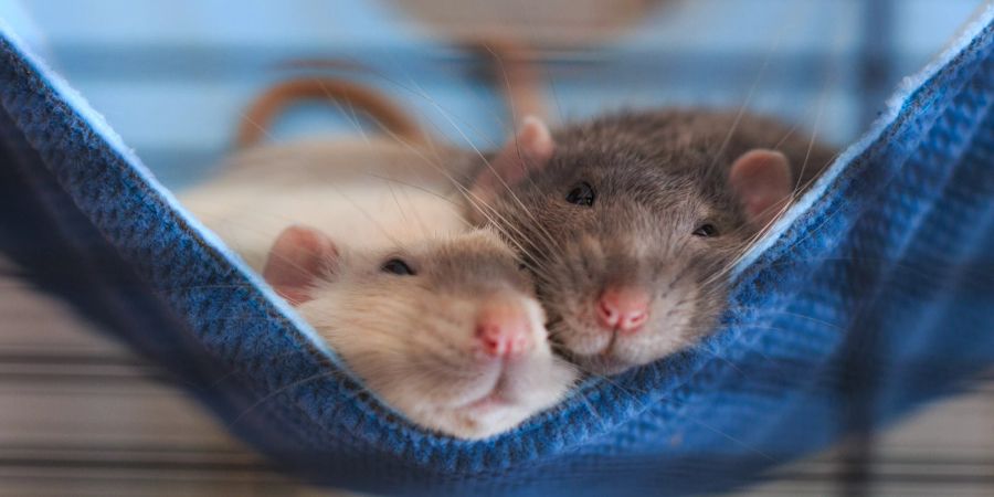 Hängematten im Rattenkäfig laden die Nager zum Verweilen ein.