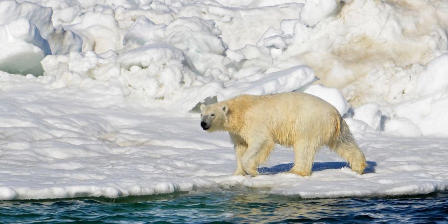 Ein Eisbär hat sich zum ersten Mal mit dem Vogelgrippe-Virus infiziert.(Archivbild)