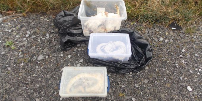 Die gefundenen Tiere waren in Kisten, Müllsäcken und Kissenbezügen verpackt. Die gefundenen Tiere waren in Kisten, Müllsäcken und Kissenbezügen verpackt.