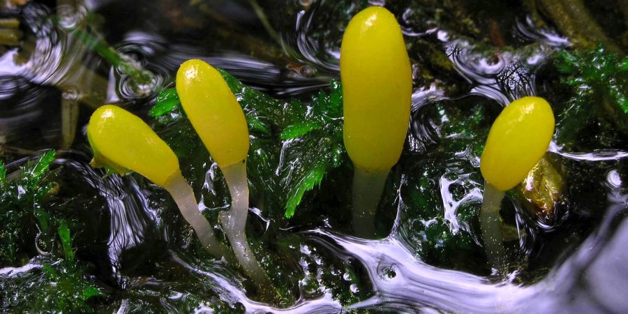Eine Gruppe Sumpf-Haubenpilze in einem moosigen Waldbach: der Pilz des Jahres 2023.