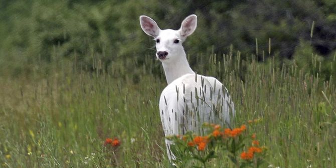 Albino reh