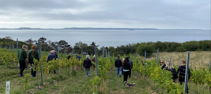 Der Weinberg von Stub Wines mit Blick aufs Meer. Weinbau Winzer Reben Meer Küste Dänemark