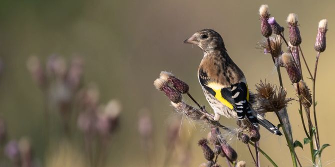 Karden Distelfink Gras Vogel