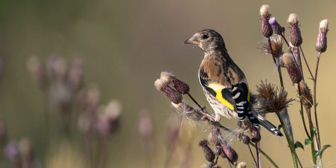 Nau.ch Tierwelt - Mit diesen Pflanzen locken Sie Vögel in Ihren Garten