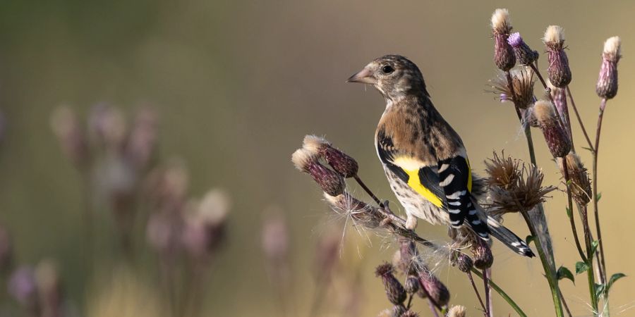 Karden Distelfink Gras Vogel