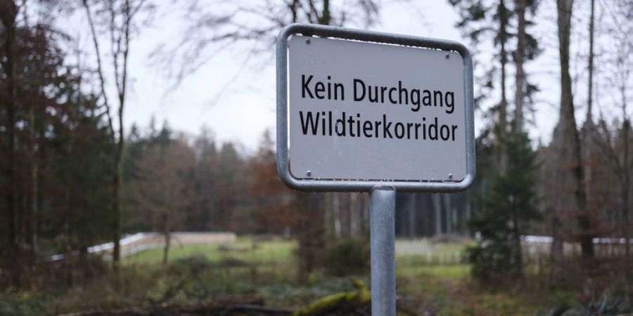 Wildtierübergang Reh