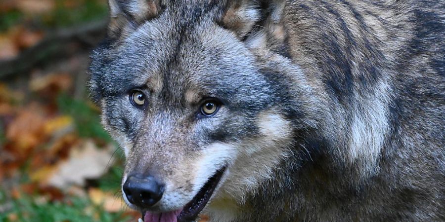 Die Bündner Wildhut hat einen dritten Jungwolf des Wannaspitzrudels geschossen. Damit ist die Regulierung des Rudels vorerst abgeschlossen. (Symbolbild)