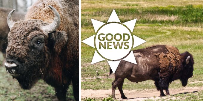 Mit Testherde - Wisenten werden im Solothurner Jura wieder angesiedelt