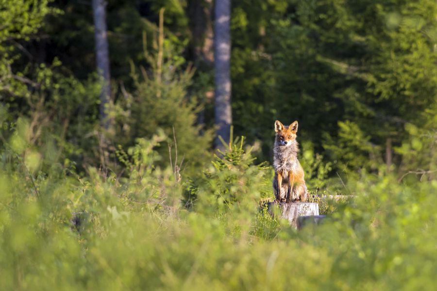 fuchs attacke tollwut