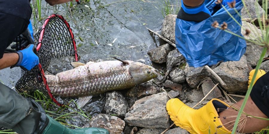 Ein etwa einen Meter grosser toter Graskarpfen wird  aus dem Wasser geholt.