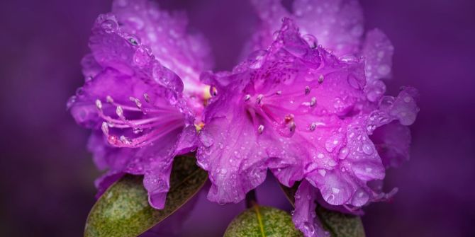 Rhododendron Blüte lilafarben Wassertropfen