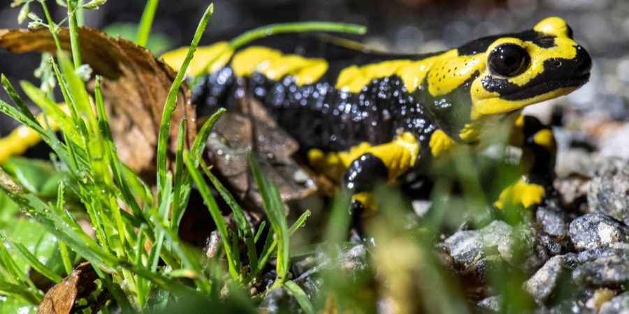 Ein Feuersalamander kriecht über den Waldboden. Die Trockenheit macht dem schwarz-gelben Amphibien und seinem Nachwuchs zu schaffen.