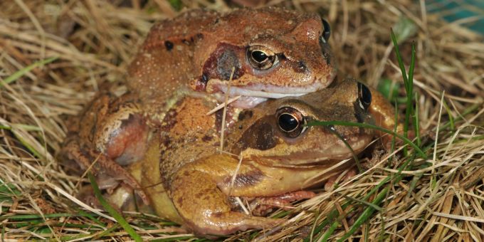 Kistenpass wegen Amphibienwanderungen gesperrt.