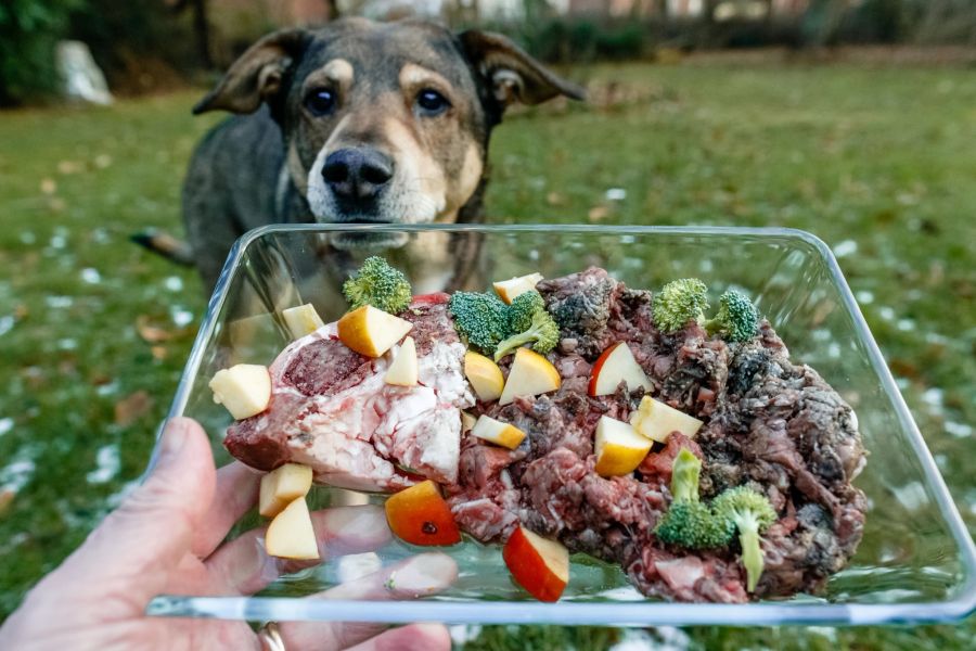 Hund Futter Teller Hand Fleisch Obst