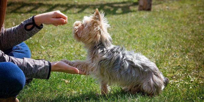 Hund Training