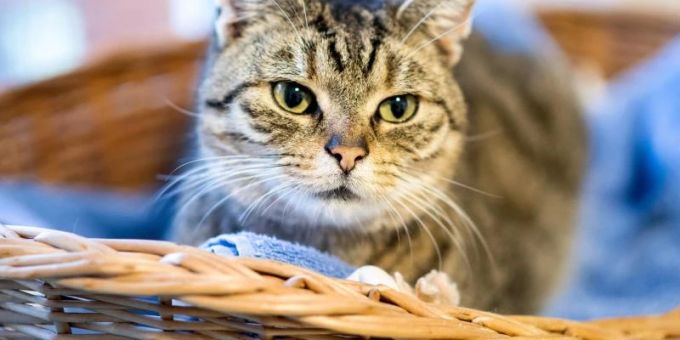 Das beliebteste Haustier in Deutschland ist mit grossem Abstand die Katze. Foto: Hauke-Christian Dittrich/dpa Das beliebteste Haustier in Deutschland ist mit grossem Abstand die Katze. Foto: Hauke-Christian Dittrich/dpa