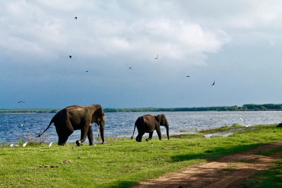 Elefanten in Sri Lanka.