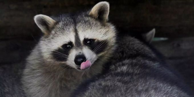Waschbär Waschbär