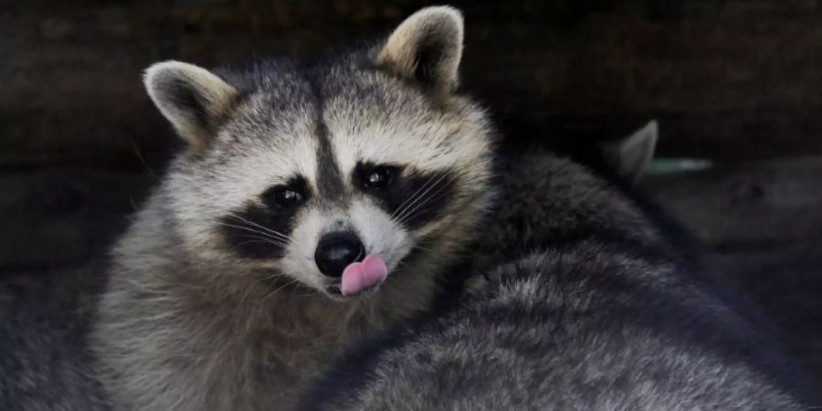 Waschbär