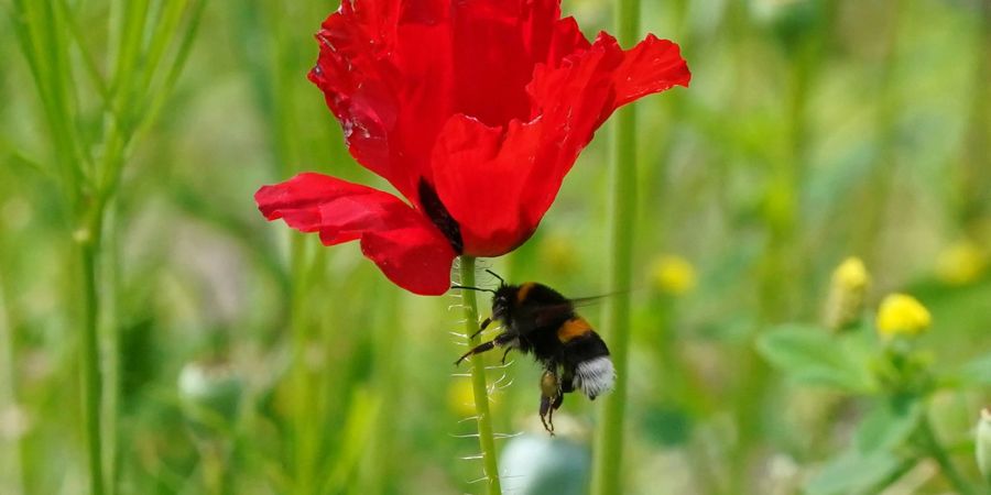 Eine Hummel fliegt an eine Blüte auf einer Wildblumenwiese im Park «Planten un Blomen». Schon vier Quadratmeter Wildblumenwiese in einem Garten können eine wertvolle Oase für Insekten sein.