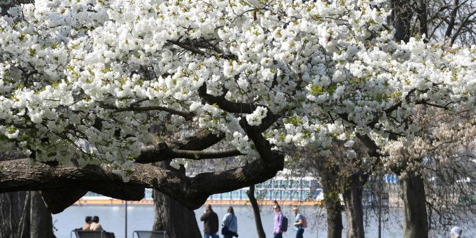 Eine japanische Zierkirsche blüht im Kölner Rheinpark am Rhein. Die Meteorologen sagen bis Montag schönes Wetter mit viel Sonne voraus. Eine japanische Zierkirsche blüht im Kölner Rheinpark am Rhein. Die Meteorologen sagen bis Montag schönes Wetter mit viel Sonne voraus.