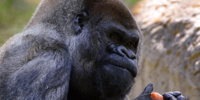 Ozzie, ein Westlicher Flachlandgorilla, wurde am 24. April 1961 in freier Wildbahn in Afrika geboren. Foto: Erik S. Lesser/EPA/dpa Ozzie, ein Westlicher Flachlandgorilla, wurde am 24. April 1961 in freier Wildbahn in Afrika geboren. Foto: Erik S. Lesser/EPA/dpa