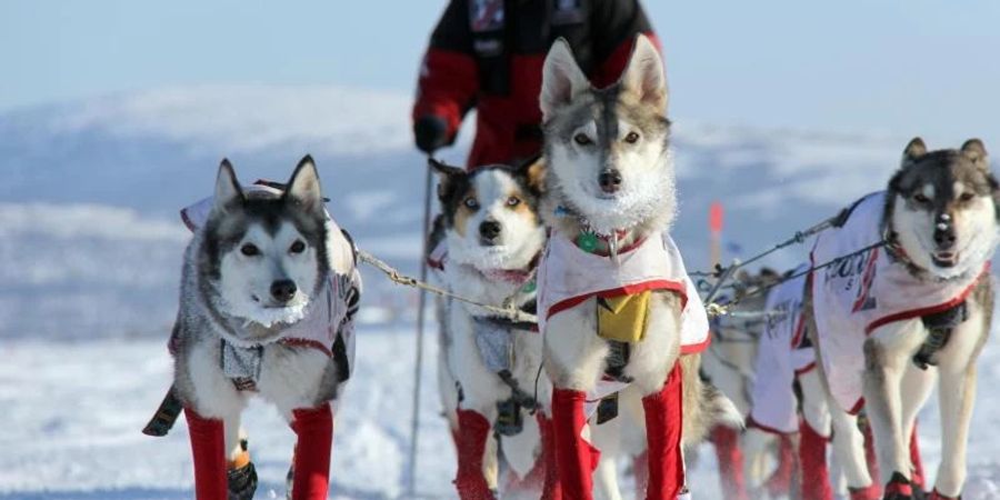 Aliy Zirkle, US-amerikanische Hundemusherin, mit ihren Hunden auf dem Weg nach Shaktoolik. Foto: Sebastian Schnülle/privat/dpa