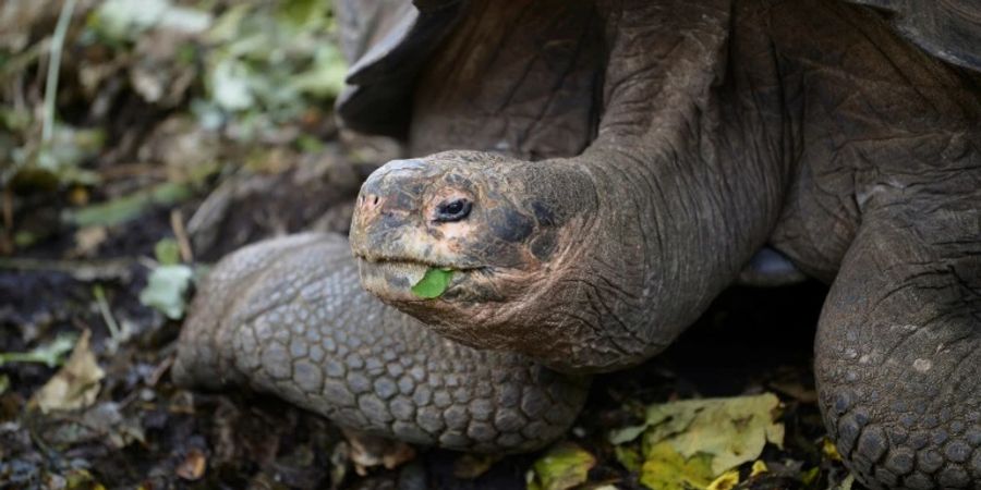 auf Galápagos-Inseln