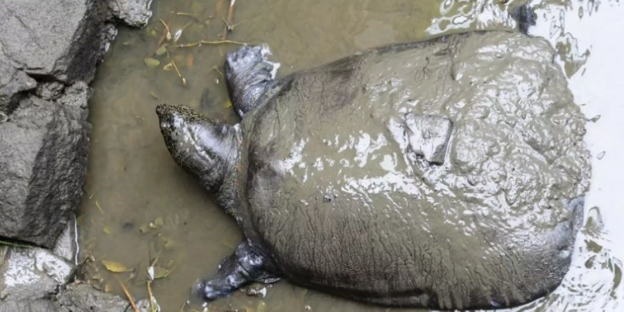 Jangtse-Riesenweichschildkröte.