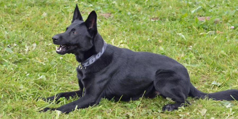 Polizeihund Dodge.