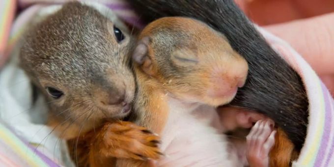 Zwei junge Eichhörnchen liegen in einer Auffangstation in einem Tuch. Foto: Daniel Karmann Zwei junge Eichhörnchen liegen in einer Auffangstation in einem Tuch. Foto: Daniel Karmann