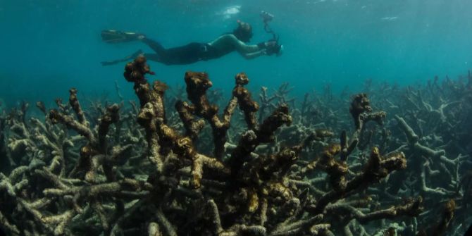 Die Korallenriffe des Great Barrier Reef