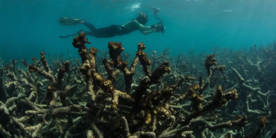 Die Korallenriffe des Great Barrier Reef