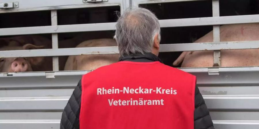 Ein Mitarbeiter des Veterinäramtes Rhein-Neckar-Kreis kontrolliert während einer Schwerpunktkontrolle Tiertransport einen Schweinetransporter. Foto: Sebastian Gollnow