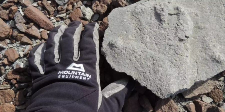 Ein Forscher greift nach einem rund 200 Millionen Jahre alten versteinerten Saurier-Fussabdruck, der auf einer Antarktis-Expedition entdeckt wurde. Foto: Bundesanstalt für Geowissenschaften und Rohstoffe