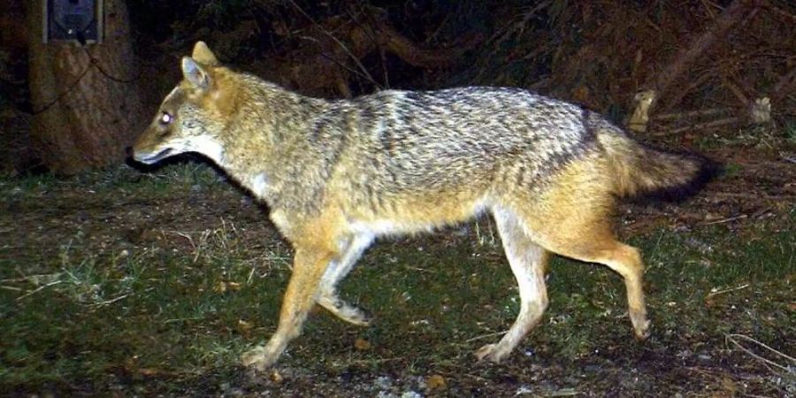 Das Foto aus dem Jahr 2012 zeigt einen Goldschakal, der im Nationalpark Bayerischer Wald von einer Wildkamera fotografiert wurde. Foto: Nationalpark Bayerischer Wald/LfU/Archiv