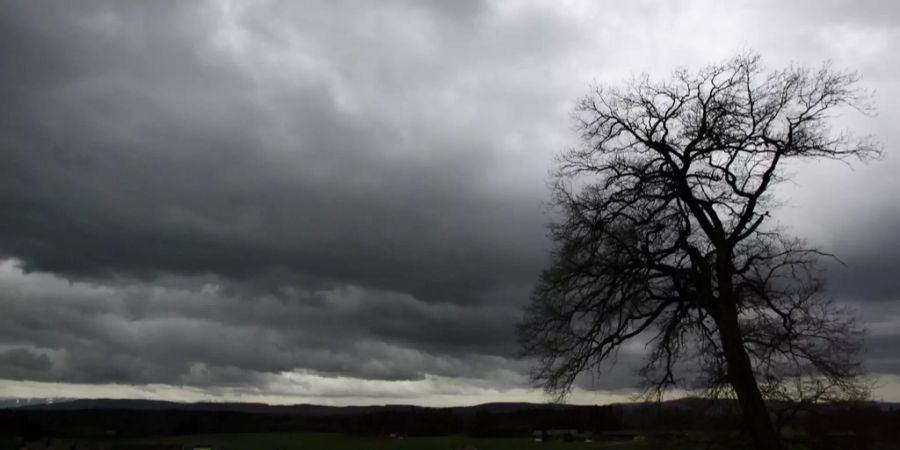 wetter baum wolken grau