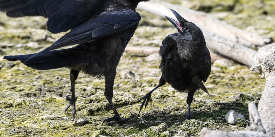 Zwei Krähen zanken sich um ein Stück Futter, das eine Krähe fest im Schnabel hält.