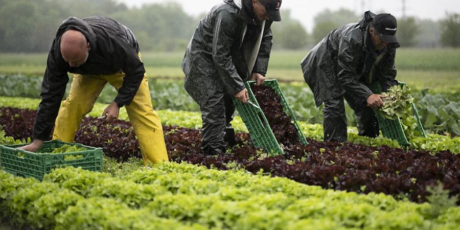 Einheimische Lebensmittel bevorzugt: Salaternte im Regen bei der Firma Schlegel Gemüsebau in Buchs SG.