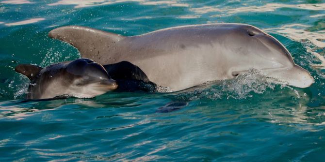 Delfin