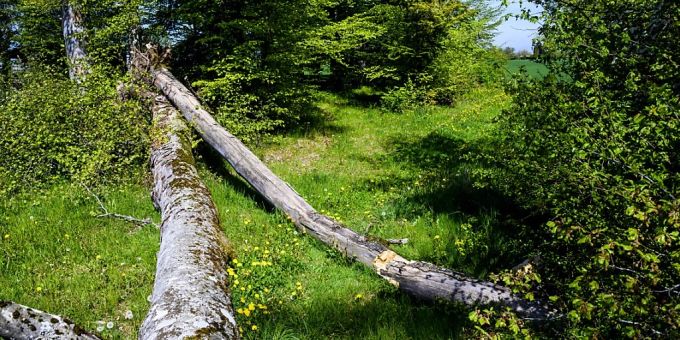 In diesem Wald im jurassischen Coeuve hat der Klimawandel Spuren hinterlassen. In diesem Wald im jurassischen Coeuve hat der Klimawandel Spuren hinterlassen.