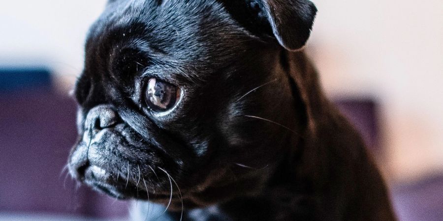 Die Mops-Hündin «Edda», jetzt umbenannt in «Wilma», sitzt im Wohnzimmer auf einem Tisch.