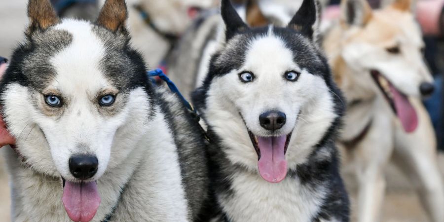 Ein Schlittenhunderennen in Mecklenburg-Vorpommern (Archivbild).